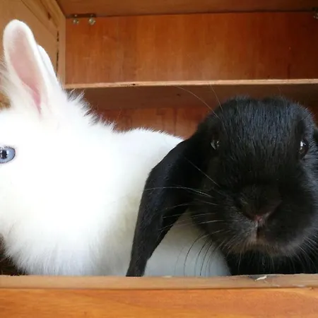 Vakantiewoning In Zwarte Woud *