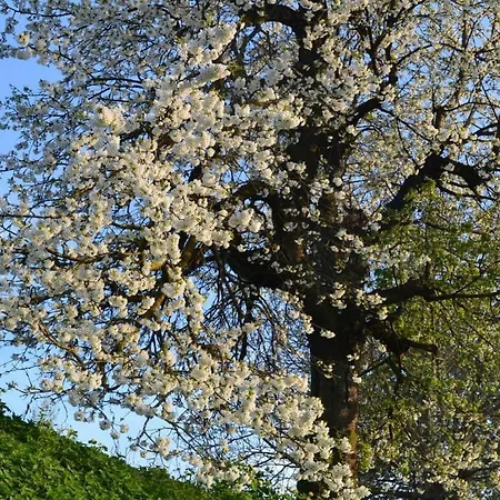 Vakantiewoning In Zwarte Woud